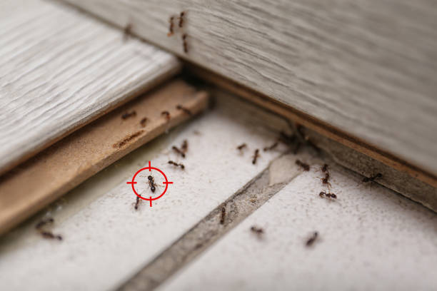 Professional Pest Control in Waterville, MN