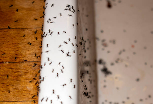 Best Flea Control Services  in Waterville, MN