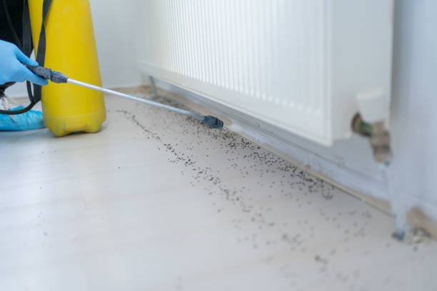 Wasp Removal Services in Waterville, MN